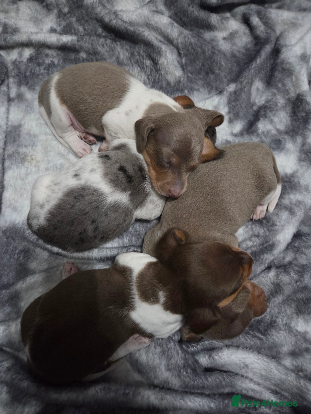Miniature Dachshund dogs for sale: Miniature dachshund puppies KC Reg - Image 2