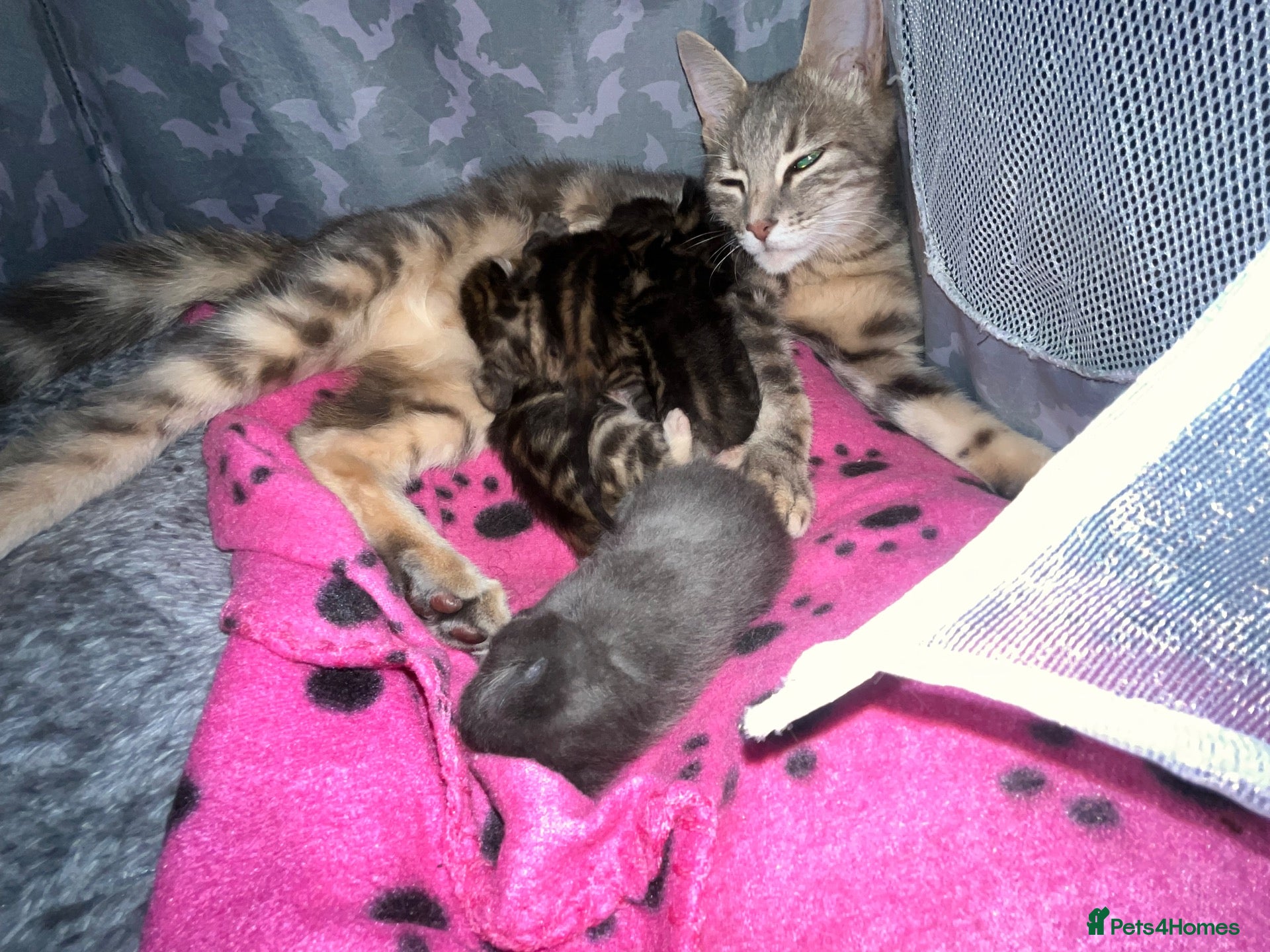 Domestic Shorthair cats Tabby kittens  - Advert 1