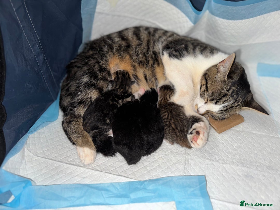 British Shorthair cats for sale: 1 BLACK MALE KITTEN FOR SALE - Image 9