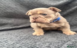 English Bulldog dogs for sale: Ready Now Beautiful English Bull Dogs KC reg  - Image 6