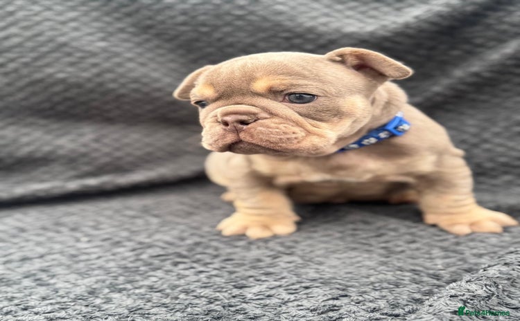 English Bulldog dogs - Advert 4