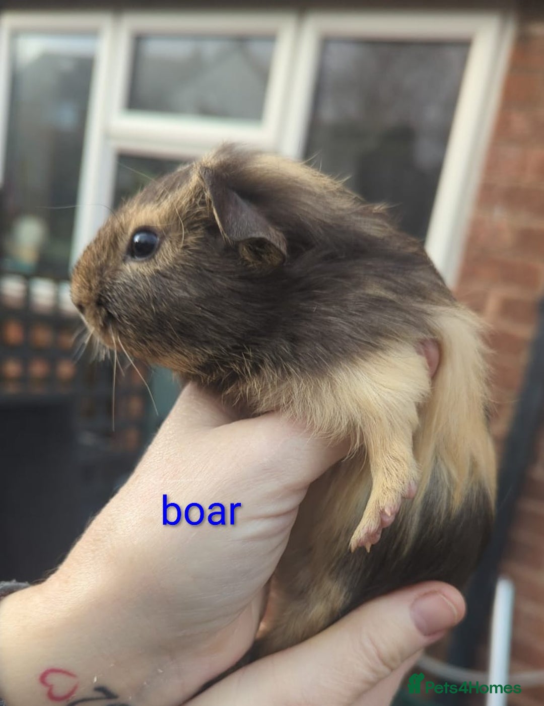 Guinea Pig rodents for sale: Beautiful Baby Guinea Pigs - Advert 3