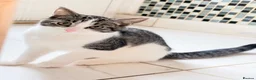 Mixed Breed cats for sale: 4 Maine Coon-Type Kittens. Polydactyl & Odd-Eyed - Advert 15