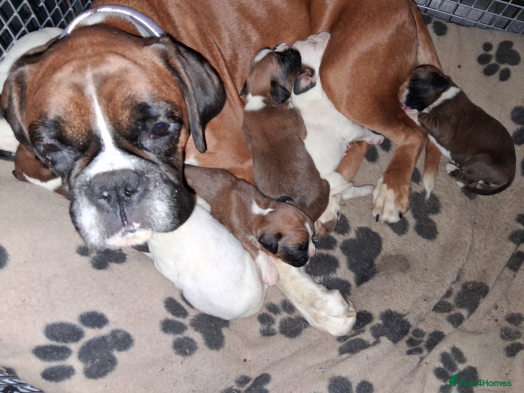Boxer dogs for sale: Beautiful kc boxer puppies - Advert 1