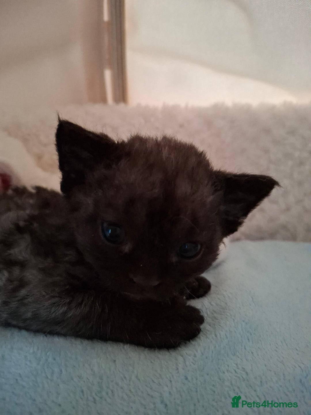 Devon Rex cats for sale: 🌸 Wonderful Devon Rex Kittens Raised with Love 🌸 - Image 2