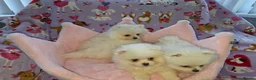 Pomeranian dogs for sale: 3 gorgeous, small white Pomeranians ready now!! - Advert 10