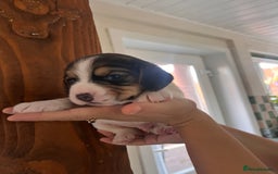 Beagle dogs for sale: Gorgeous beagles KC registered  - Image 5