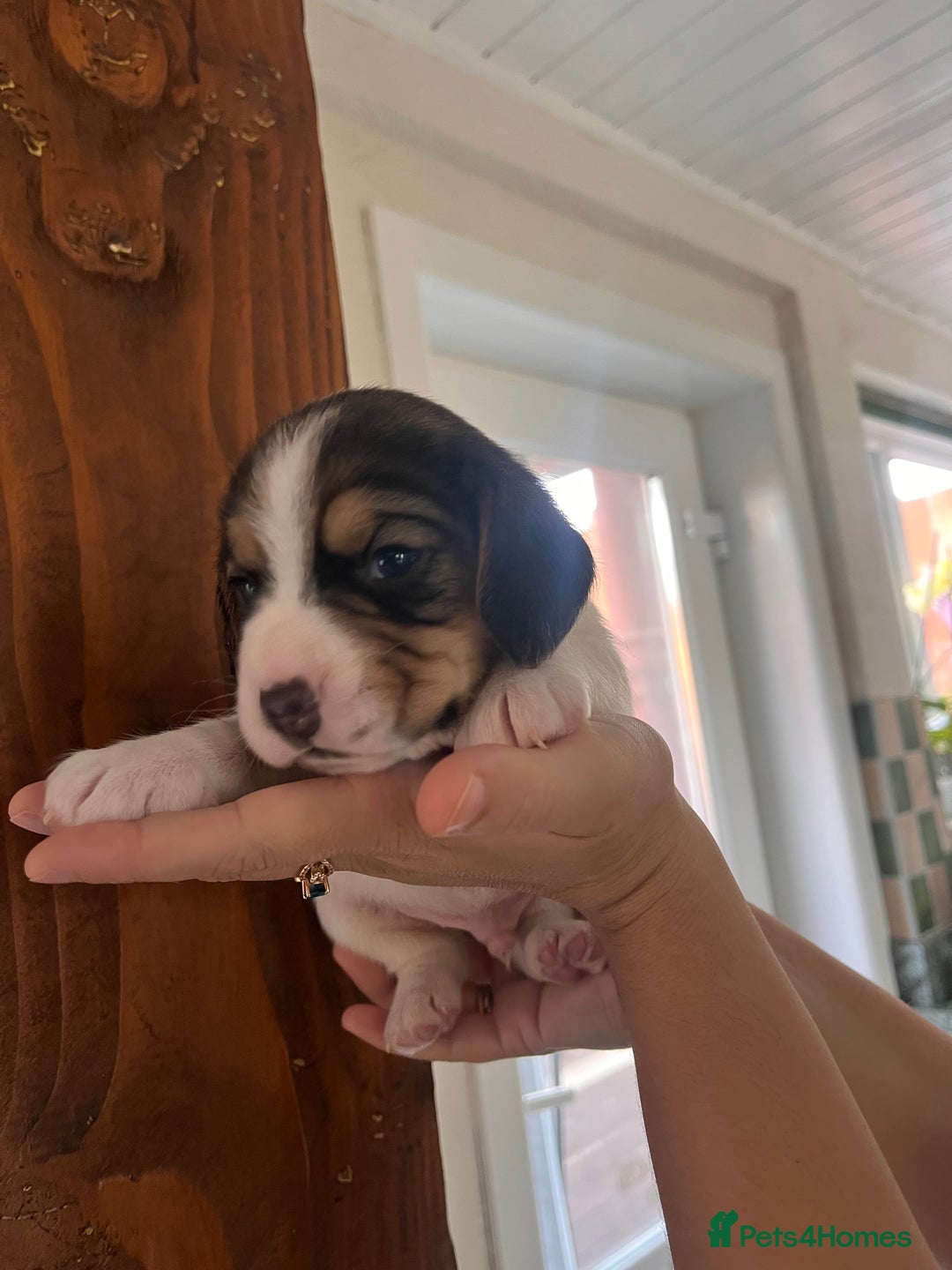 Beagle dogs for sale: Gorgeous beagles KC registered  - Image 5
