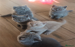 British Shorthair cats for sale: GCCF British Shorthair & longhair kittens - Image 2