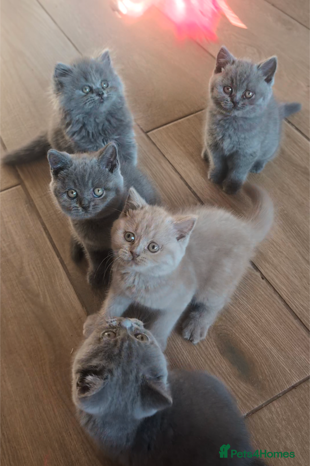 British Shorthair cats for sale: GCCF British Shorthair & longhair kittens - Image 2