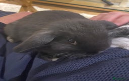 Mini Lop rabbits for sale: Two black mini lops - Image 11