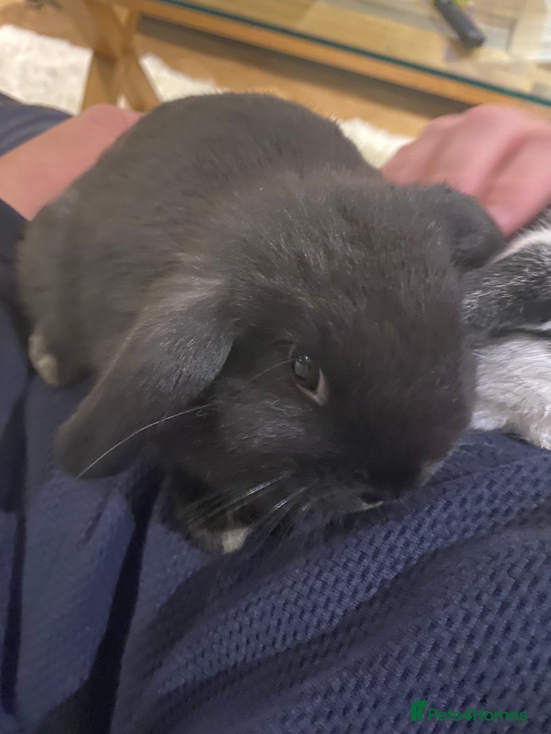 Mini Lop rabbits for sale: Two black mini lops - Image 11