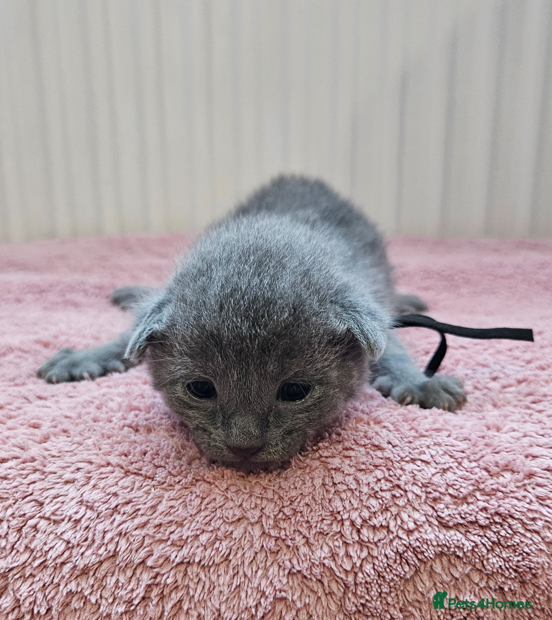 Russian Blue cats for sale: Russian Blue kittens 😸  - Advert 8
