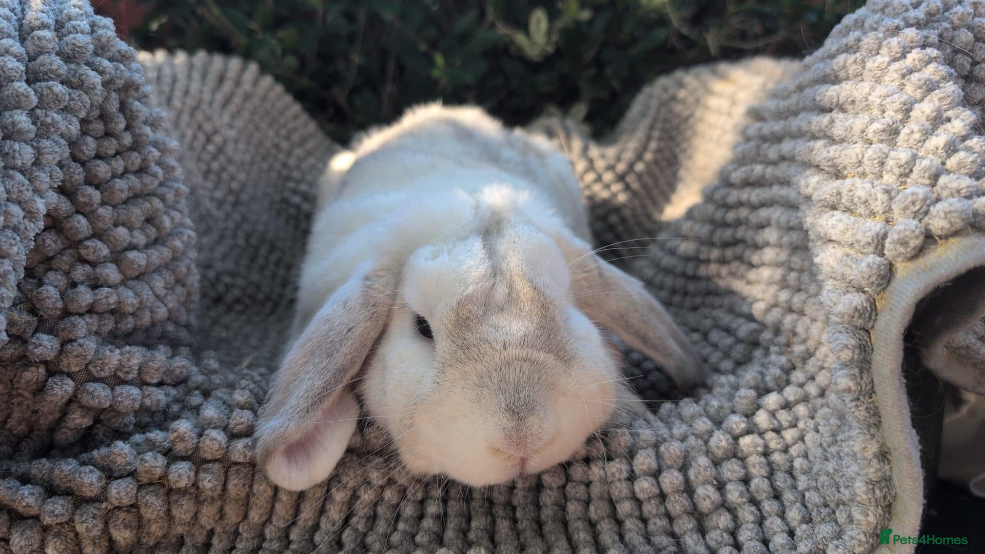 Dutch rabbits Rescue neutered and vaccinated rabbits - Advert 1