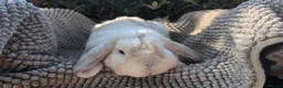 Dutch rabbits for sale: Rescue neutered and vaccinated rabbits - Advert 1