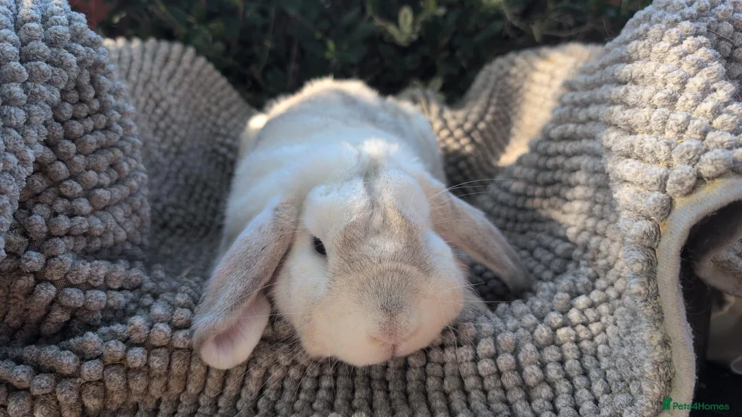 Dutch rabbits for sale: Rescue neutered and vaccinated rabbits - Advert 1