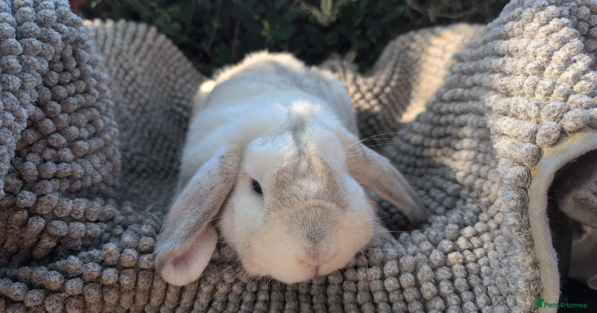 Durch Rabbt Dutch Rabbits for Sale for sale | Pets4Homes