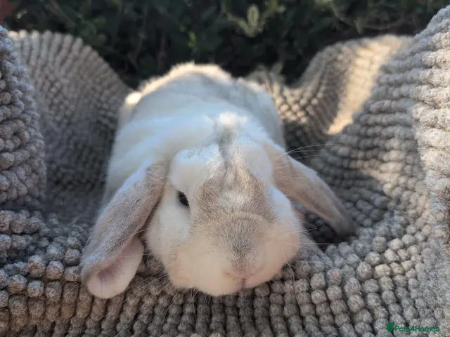 Dutch rabbits for sale: Rescue neutered and vaccinated rabbits - Advert 1