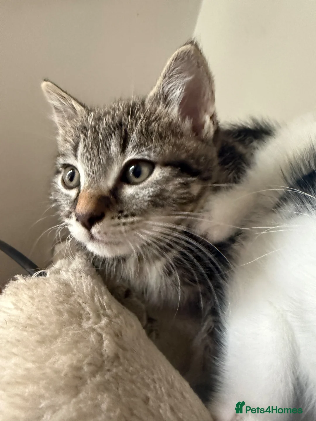European cats for sale: Adorable Kittens Looking for Loving Homes - Advert 6