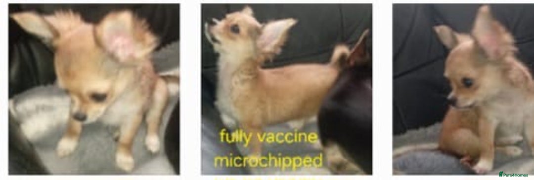 Chihuahua dogs for sale: Chihuahua fluff balls  - Image 13