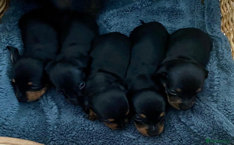 Dachshund dogs - Advert 4