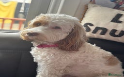 Cockapoo dogs for sale: F1 Cockapoo puppies  - Image 17