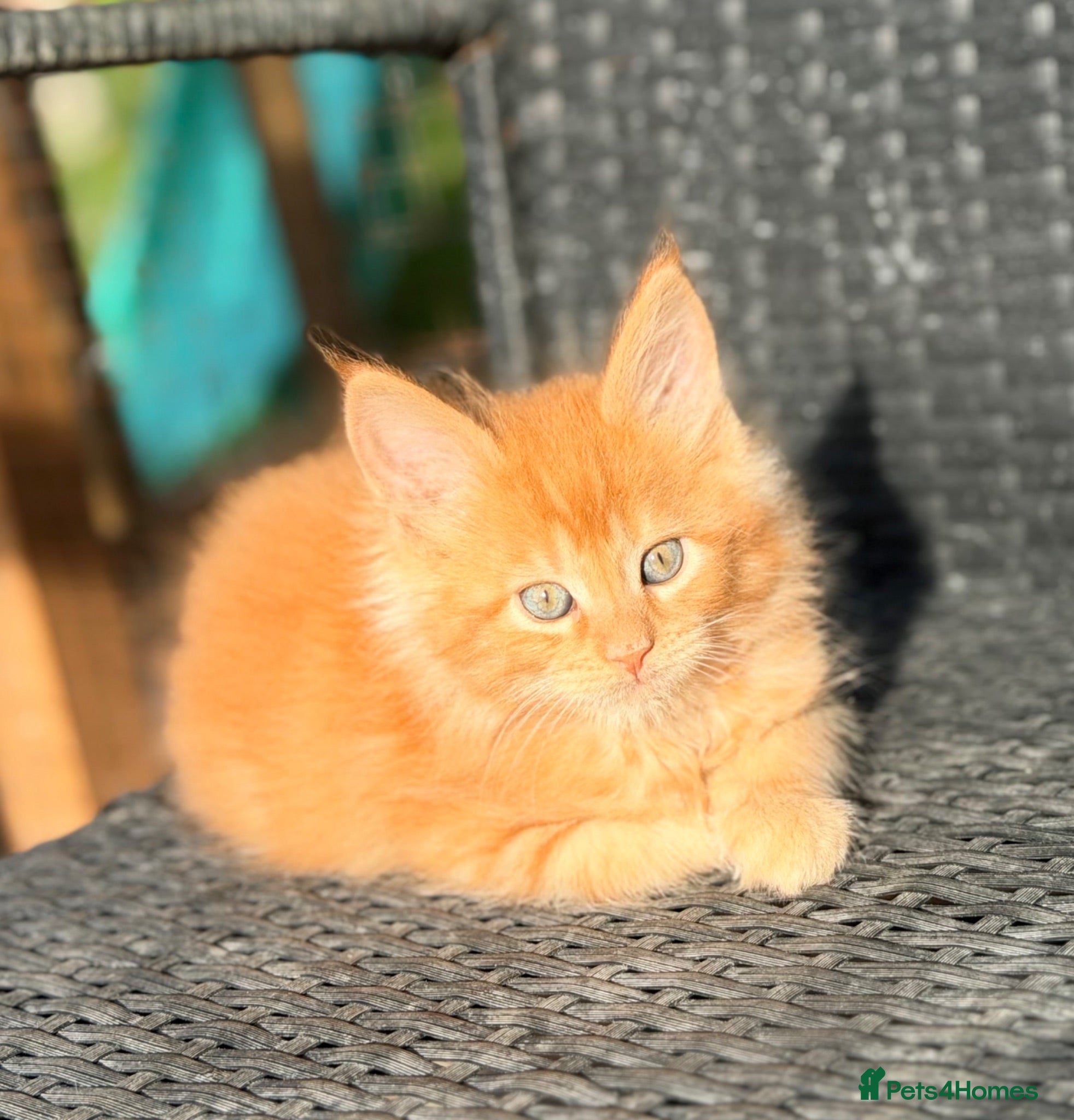 Maine Coon cats Registered Maine Coon kittens - Advert 18