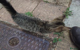 Mixed Breed cats for sale: 3 female kittens - Image 5