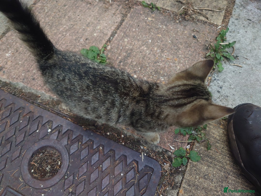 Mixed Breed cats for sale: 3 female kittens - Image 5