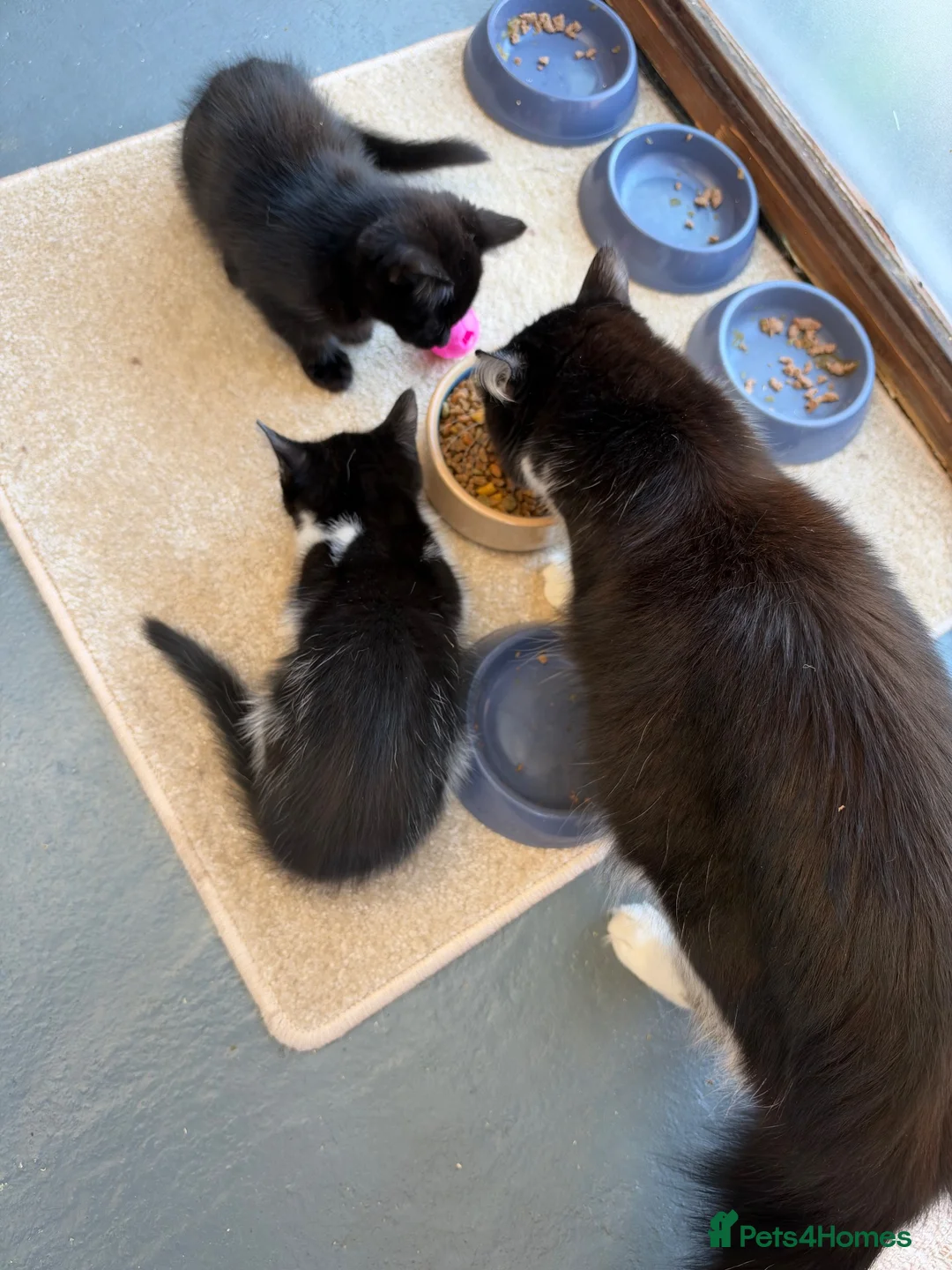 Domestic Shorthair cats for sale: Beautiful Longhaired Kittens - Advert 1