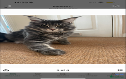 Maine Coon cats for sale: Pure Maine Coon boy 1 year with Russian blood - Image 6