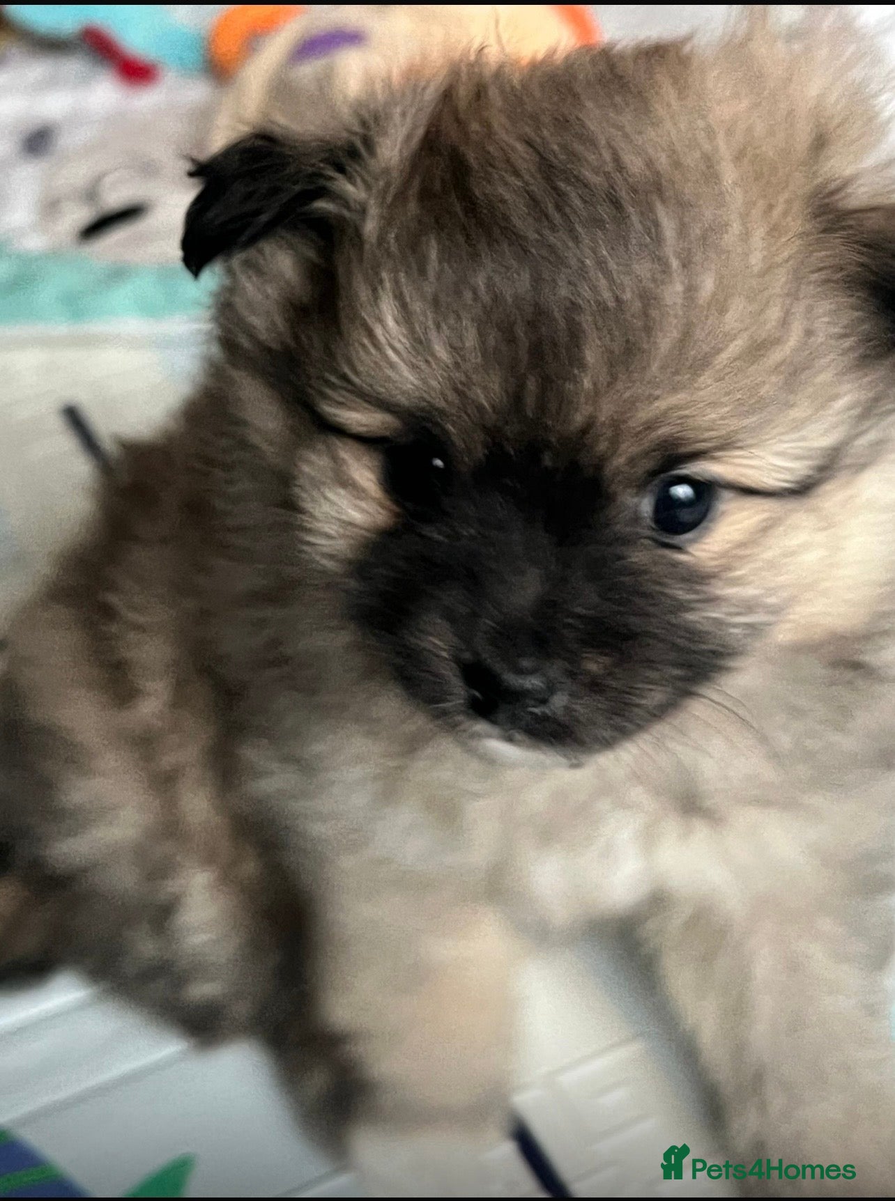 Pomeranian dogs Beautiful Tri-Coloured Pomeranian Male Puppy  - Advert 11