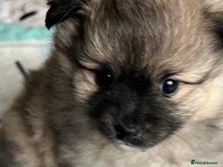Pomeranian dogs Beautiful Tri-Coloured Pomeranian Male Puppy - Advert 15