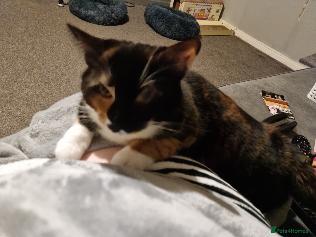 Domestic Shorthair cats for sale: 2 domestic house cats - Advert 5