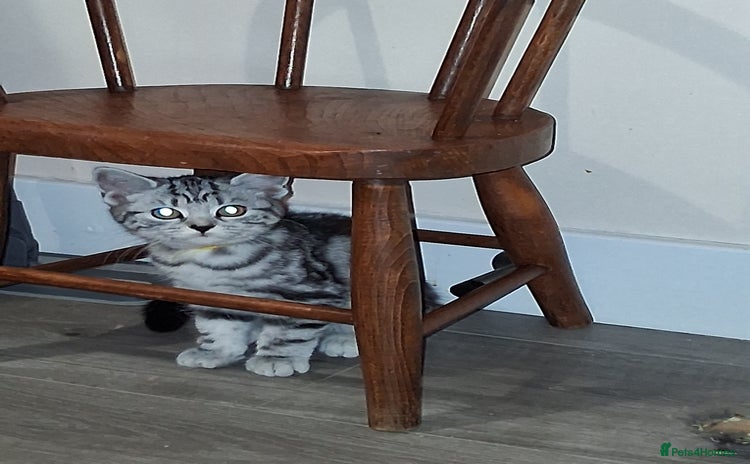 British Shorthair cats - Advert 12