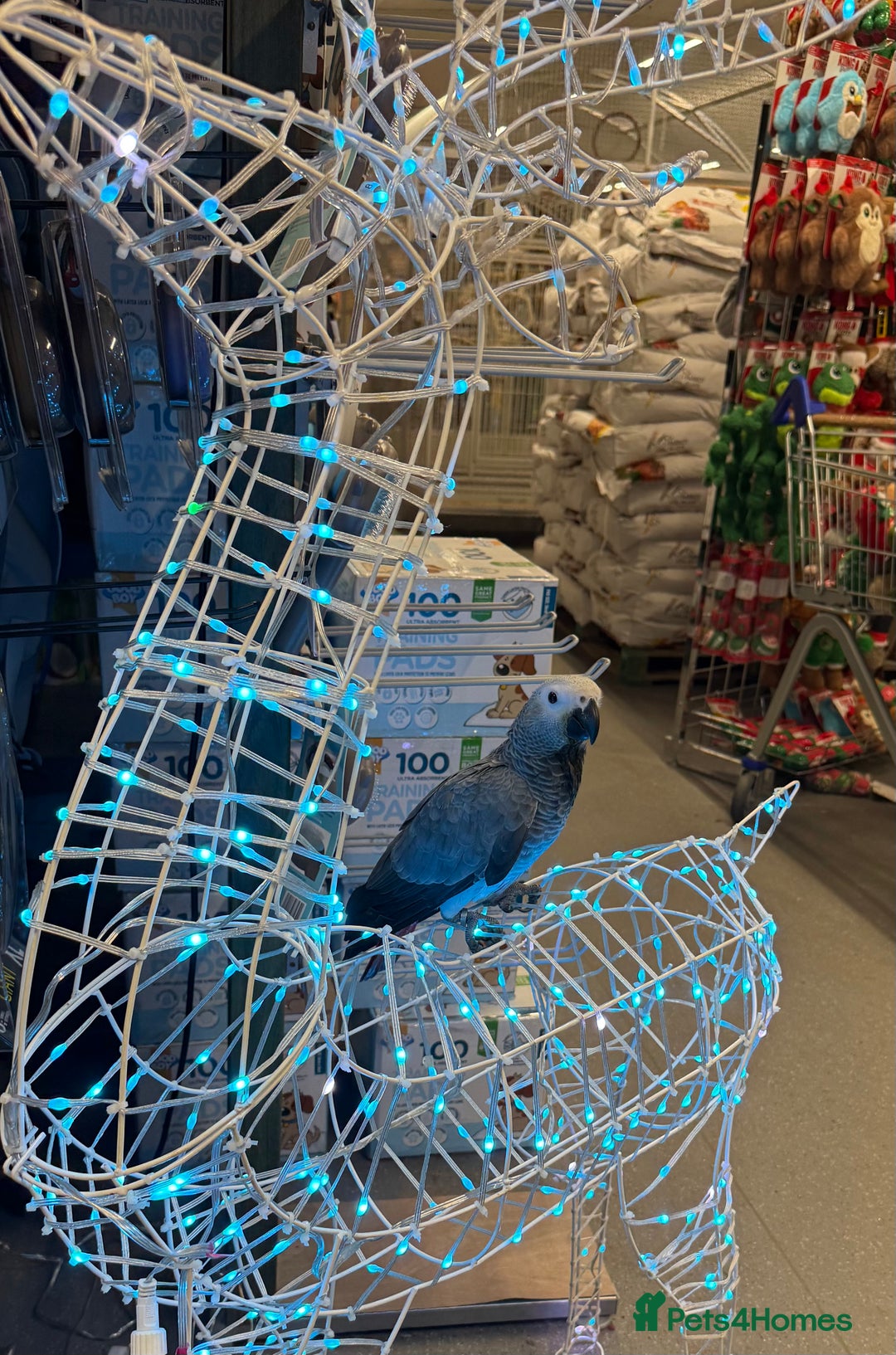 Parrots birds for sale: Beautiful baby handreared African greys  - Advert 2