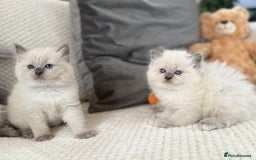 Ragdoll cats for sale: Stunning Bluepoint Ragdoll Kittens for sale - Image 33