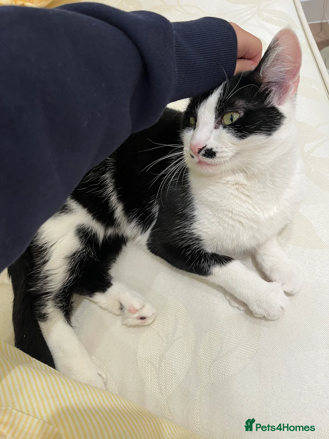 Mixed Breed cats for sale: Oreo  - Advert 6