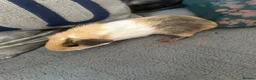 Guinea Pig rodents for sale: Guinea pigs for sale - Advert 7
