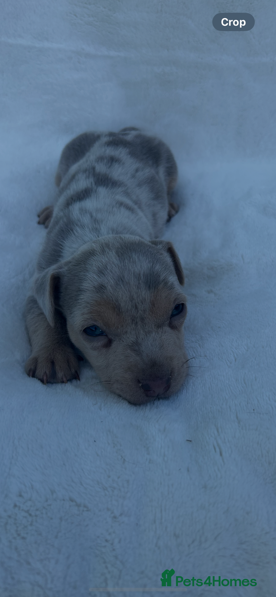 Jack Russell dogs for sale: Stunning Jack Russell Puppies  - Image 5