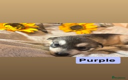 Utonagan dogs for sale: 8 Huskey malamutes  - Image 6