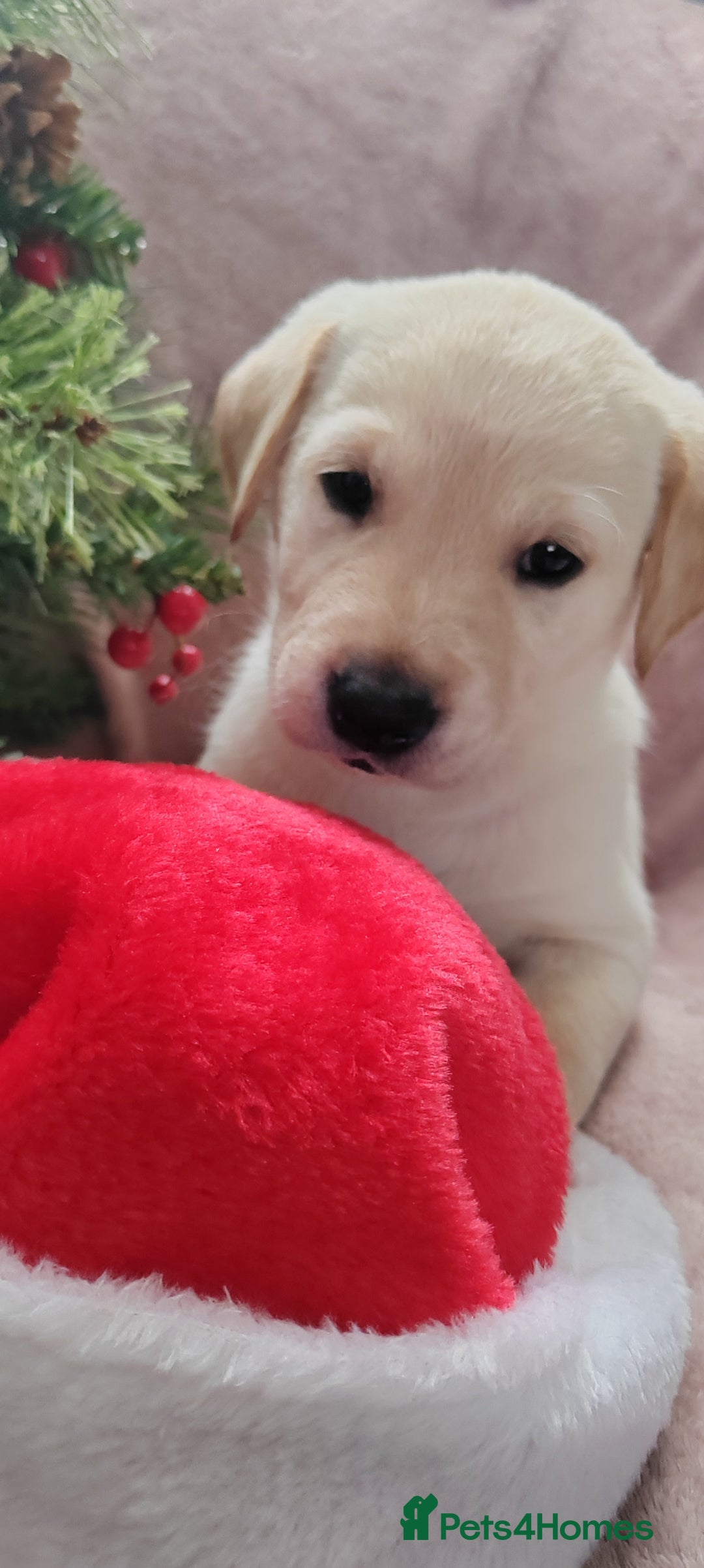 Goldador dogs for sale: Gorgeous Goldador puppies - Advert 4