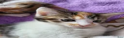 Mixed Breed cats for sale: My gorgeous girls in Welling - Advert 3