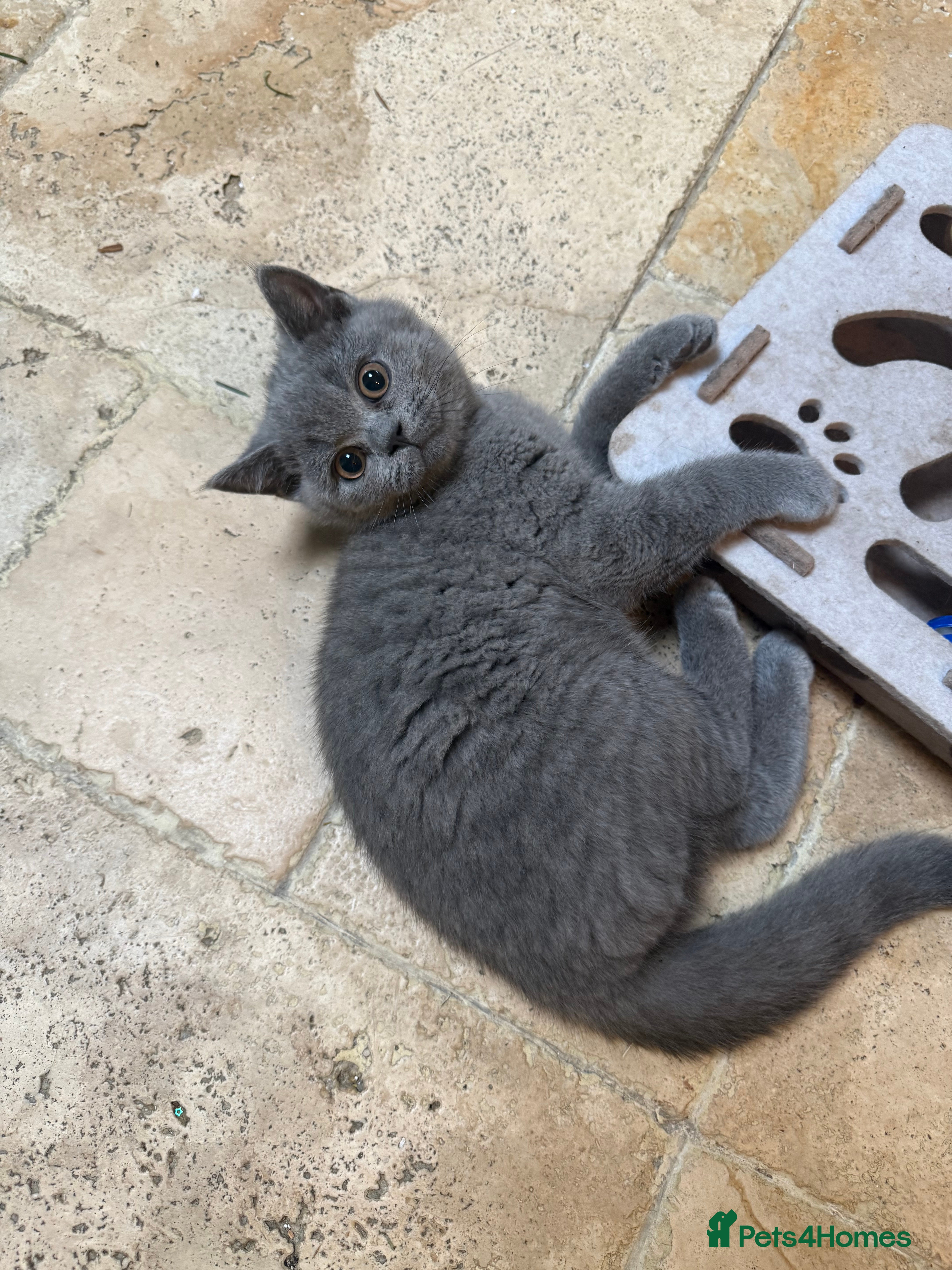 British Shorthair cats 1 GCCF British Shorthair Kittens left. Ready to Go - Advert 16
