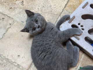 British Shorthair cats 1 GCCF British Shorthair Kittens left. Ready to Go - Advert 14