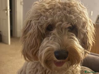 Cockapoo dogs Male cockapoo 9 months old - Advert 1