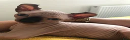 Sphynx cats for sale: Sphynx kittens - Advert 8