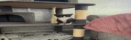 Domestic Shorthair cats for sale: Black and white kitten - Advert 4
