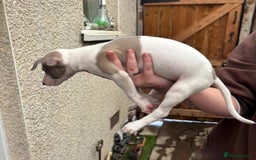 Whippet dogs for sale: Whippet pups x14 - Advert 17