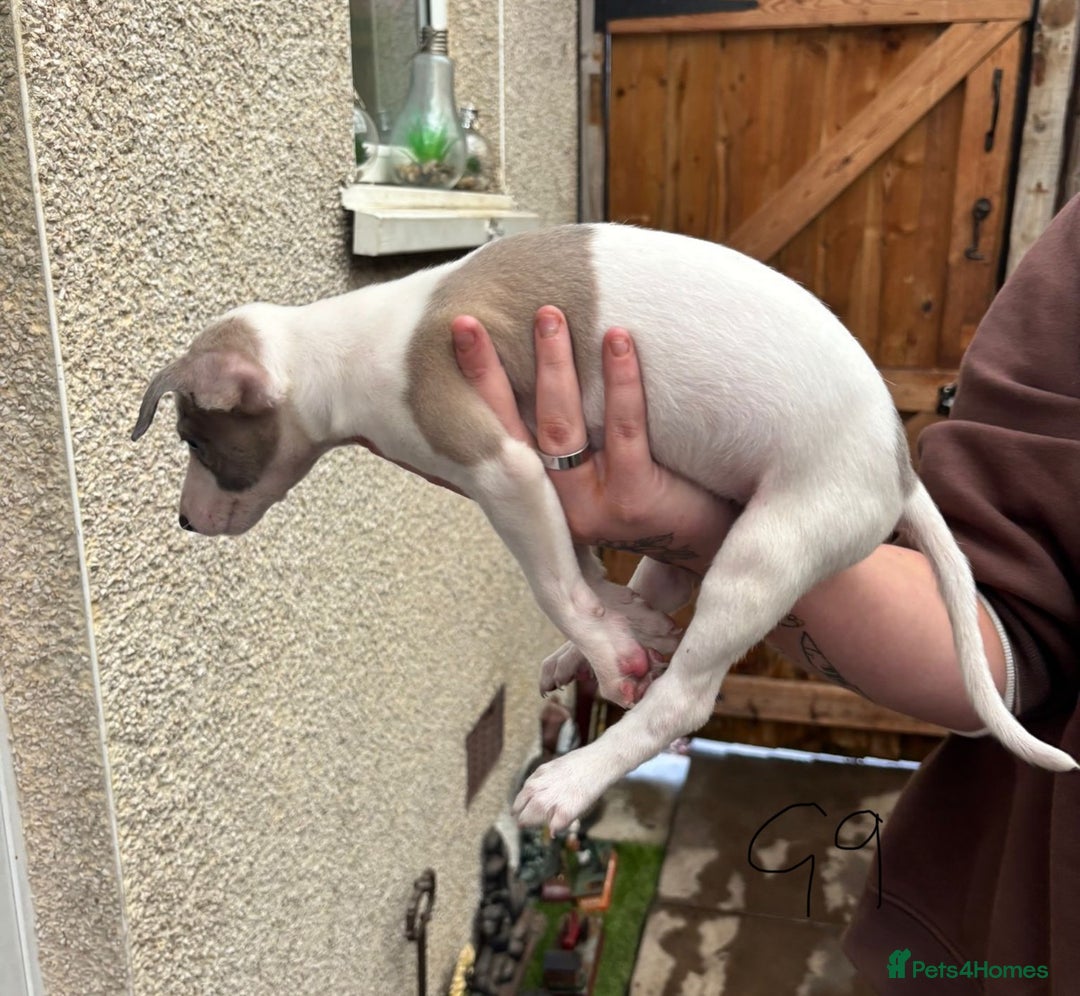 Whippet dogs for sale: Whippet pups x14 - Advert 17